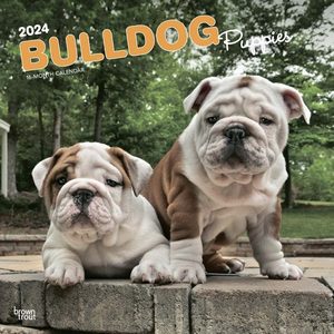 Bulldog Puppies 2024 Calendar