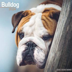Bulldog 2024 Calendar