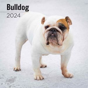 Bulldog 2024 wall calendar