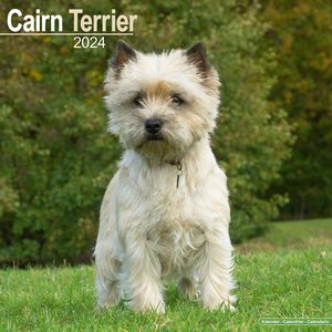 Cairn Terrier 2024 Calendar