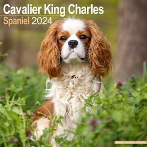 Cavalier King Charles Spaniel 2024 Calendar