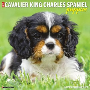Cavalier King Charles Spaniel Puppies 2024 Calendar