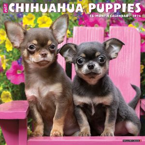 Chihuahua Puppies 2024 Calendar