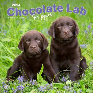 Chocolate Lab Puppies 2024 Calendar