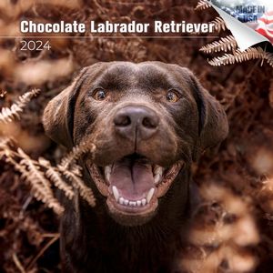 Chocolate Labrador Retriever 2024 Calendar