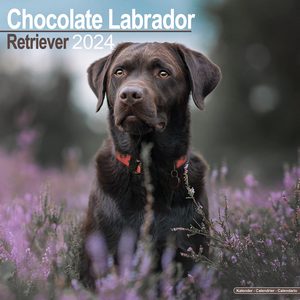 Chocolate Labrador Retriever 2024 Calendar