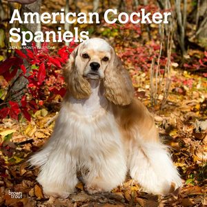 American Cocker Spaniel 2024 Calendar