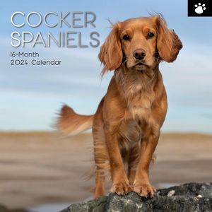Cocker Spaniels 2024 Wall Calendar