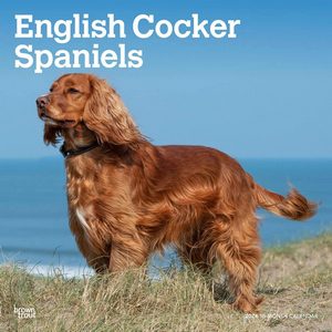 English Cocker Spaniels 2024 Calendar