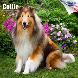 Collie 2024 Calendar