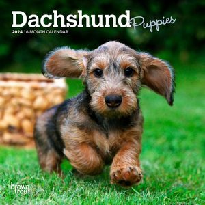 Dachshund Puppies 2024 Calendar