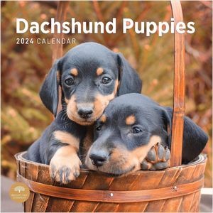 Dachshund Puppies 2024 Calendar