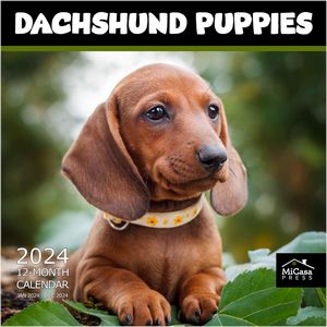 Dachshund Puppies 2024 Calendars