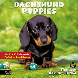 Dachshund Puppies 2024 Mini Wall Calendar
