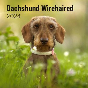 Dachshund Wirehaired 2024 Calendar