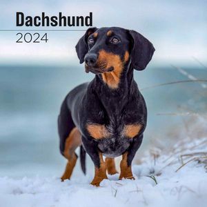 Dachshund 2024 Calendar