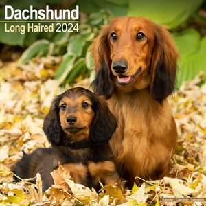 Dachshunds 2024 Calendar | Dog-Calendars.com