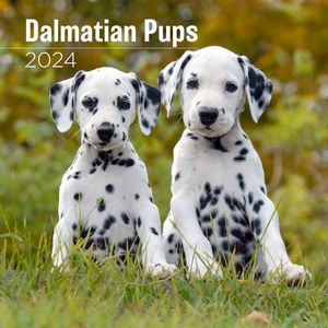 Dalmatian Pups 2024 Wall Calendar