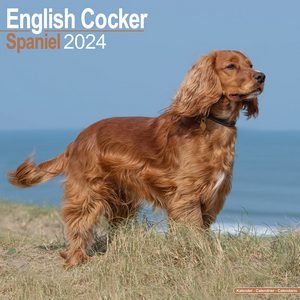 English Cocker Spaniels 2024 Calendar | Dog-Calendars.com