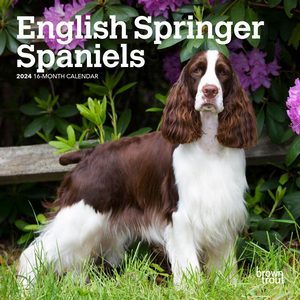 English Springer Spaniels 2024 Calendar