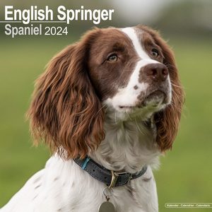 English Springer Spaniels 2024 Calendar | Dog-Calendars.com