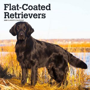 Flat-Coated Retrievers 2024 Calendar | Dog-Calendars.com