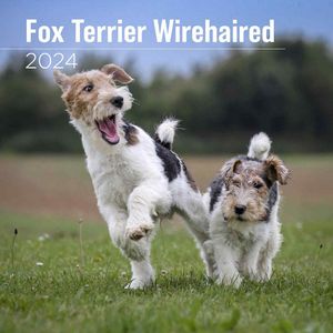 Fox Terrier Wirehaired 2024 Wall Calendar