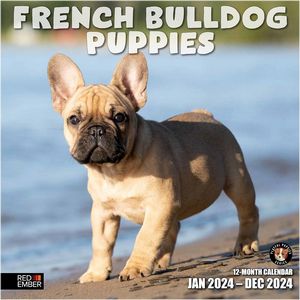 French Bulldog Puppies 2024 Calendar