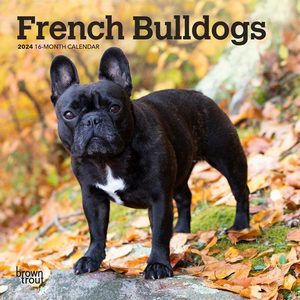 French Bulldogs 2024 Calendar