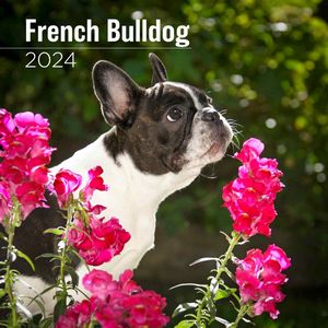 French Bulldog 2024 Calendar