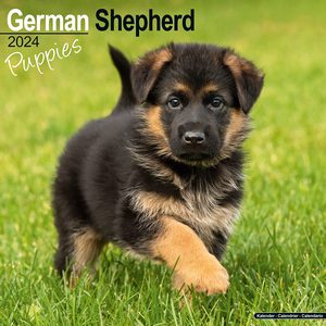 German Shepherd Puppies 2024 Calendar