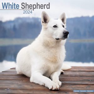 White Shepherd 2024 Calendar