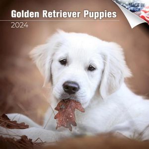 Golden Retriever Puppies 2024 Calendar
