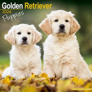 Golden Retriever Puppies 2024 Calendar