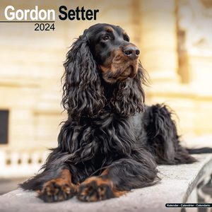 Gordon Setter 2024 Calendar