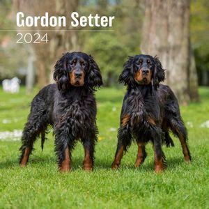 Gordon Setter 2024 Calendar