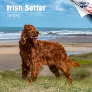Irish Setter 2024 Calendar