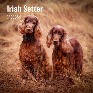 Irish Setter 2024 Calendar