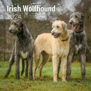 Irish Wolfhound 2024 Wall Calendars