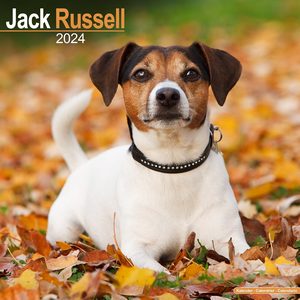 Jack Russell Terrier 2024 Calendar