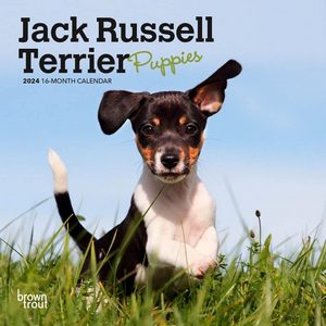 Jack Russell Puppies 2024 Calendar