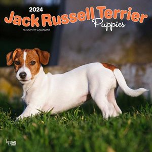Jack Russell Terrier Puppies 2024 Calendar
