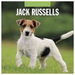 Jack Russells 2024 Calendar
