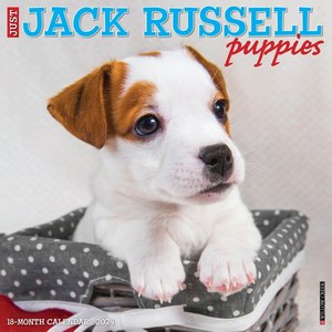 Jack Russell Puppies 2024 Calendar