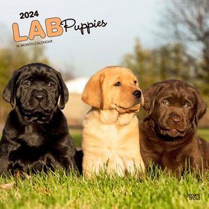 Lab Puppies 2024 Calendar