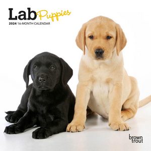 Lab Puppies 2024 Calendar