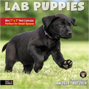 Lab Puppies 2024 Mini Calendar