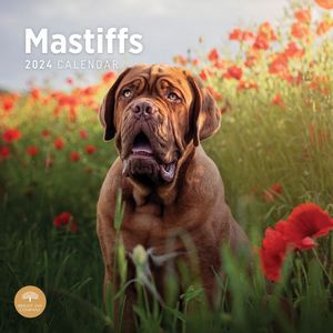Mastiffs 2024 Calendar