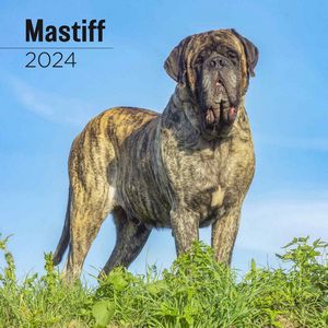Mastiff 2024 Wall Calendar