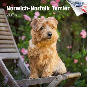 Norwich-Norfolk Terrier 2024 Calendar